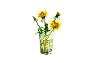 Sketch Drawing Dandelions: A Versatile Illustration for Handmade Creators